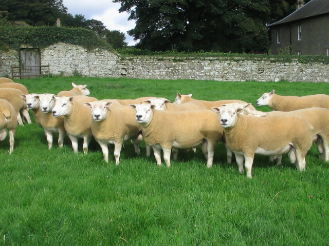 Texel tups at Cornhills farm